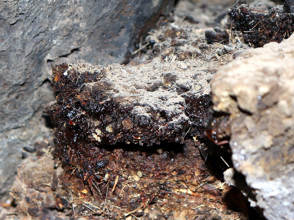 Beyond Caffeine: Why This Ancient Ayurvedic Stamina Booster is the Future of Energy